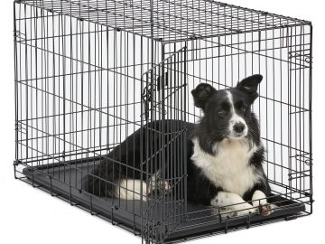 Sheep Dog in crate