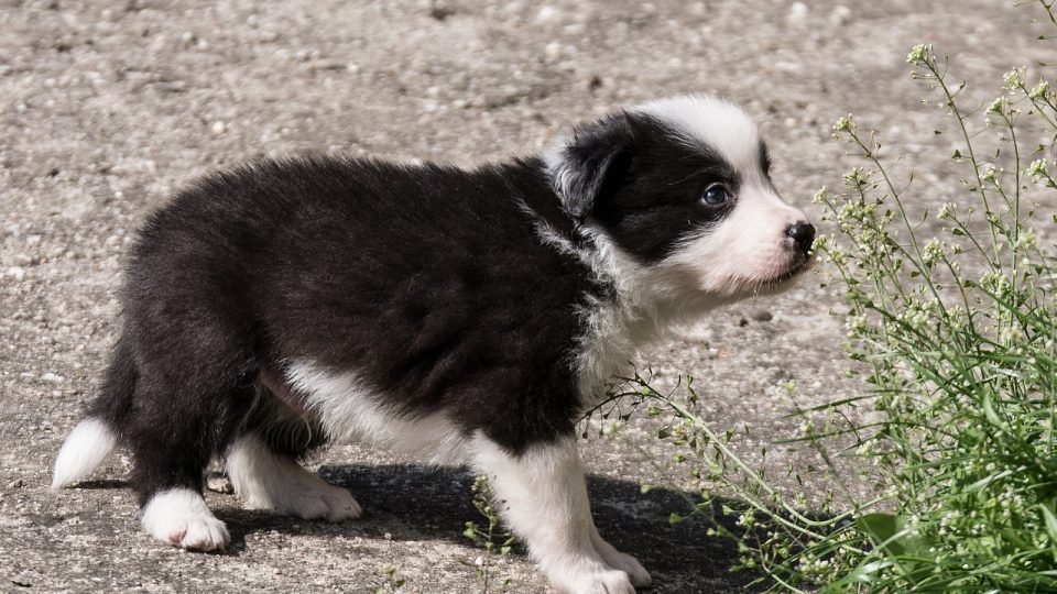 border Collie puppy training