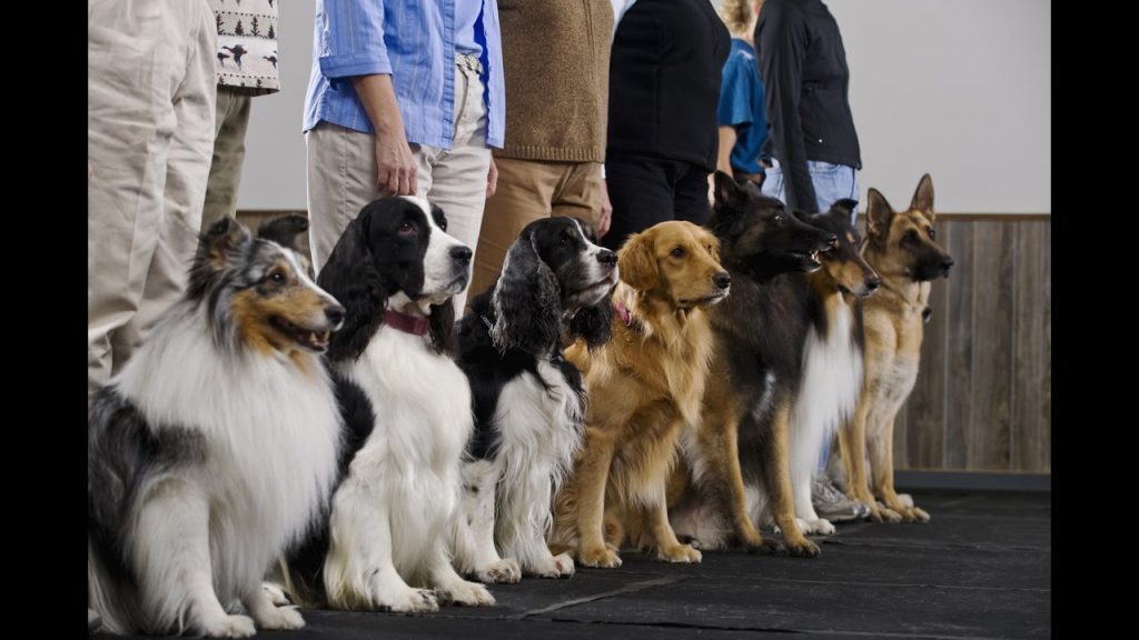 dog training school