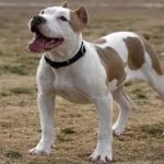 Pitbull dog training