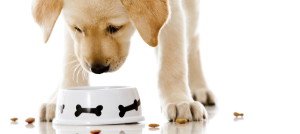 Your Guide to Finding a Healthy Dog Food