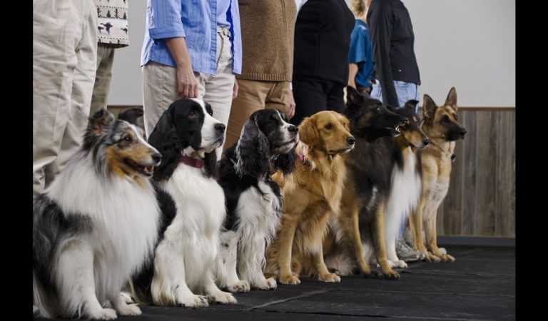 What to Expect at Dog Training Schools